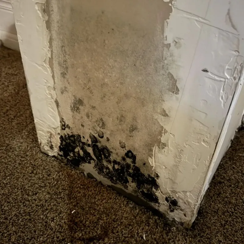 Professional Mold Removal in Peralta, NM